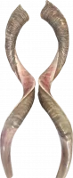 Shofar pair, right and left side, special collector's item(2 shofar - pair)_1