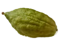 124e2c5a-3b95-4d6d-8a20-a8a3b9327cf4-no-bg-preview (carve.photos)