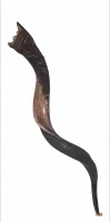 Shofar with grooves,special, luxurious, handmade, for collectors_1
